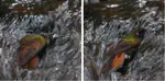A novel mode of bathing behavior of hummingbirds recorded in the Brazilian ruby Heliodoxa rubricauda and allies (Aves: Trochilidae)
